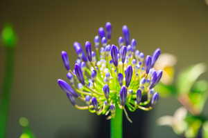 Agapanthus