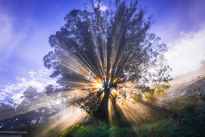 Rays of Light