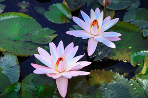 Water Lilies