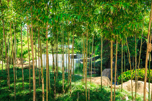 Bamboo