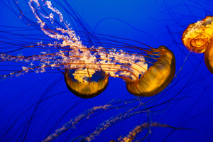Monterey Jellyfish