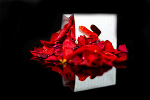 Rose Petals