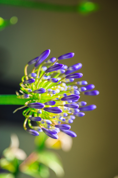 Agapanthus Print