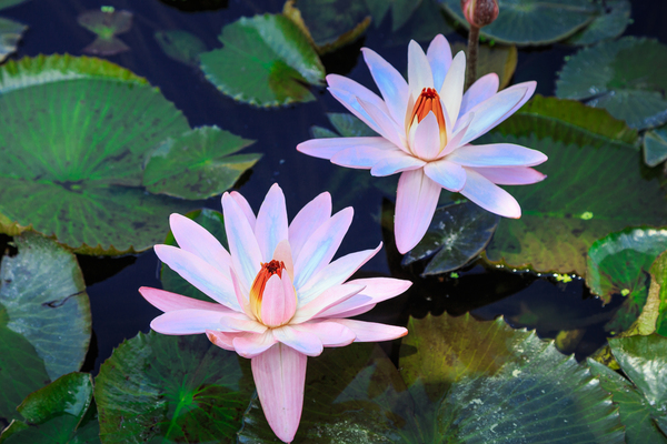Water Lilies Print