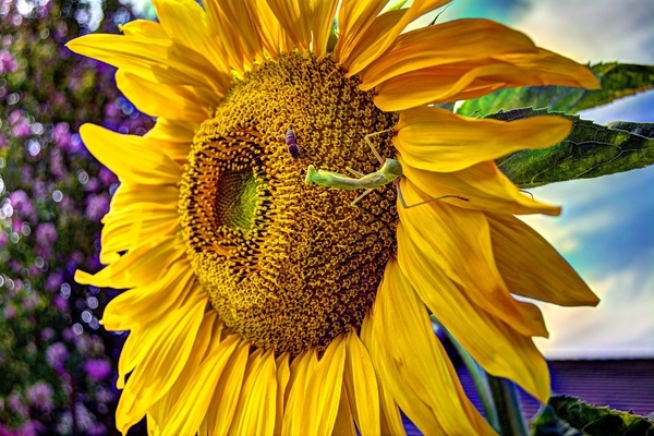 Sunflower Creative  Print