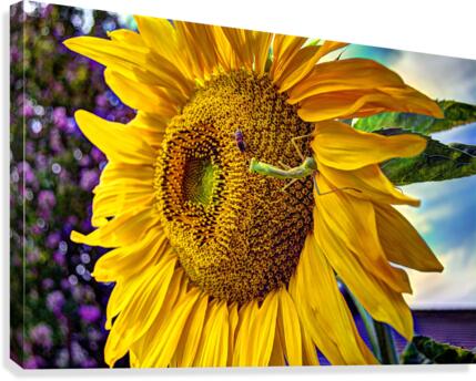 Sunflower Creative  Canvas Print