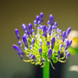 Agapanthus