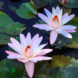 Water Lilies