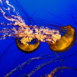 Monterey Jellyfish