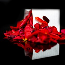 Rose Petals