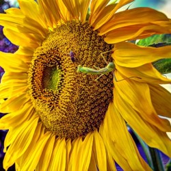Sunflower Creative