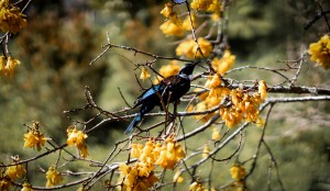 Kowhai Tui 