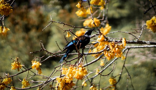 Kowhai Tui  by Chloe Denise 