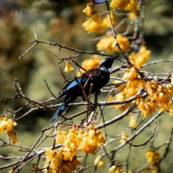 Kowhai Tui 