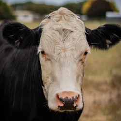 Moo