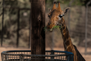 Giraffe Zoo