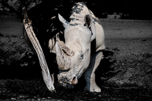 Rhino Albino