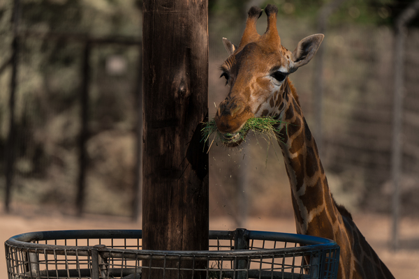 Giraffe Zoo by BZ