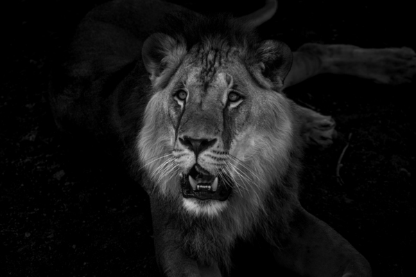 Lion Black & White by BZ