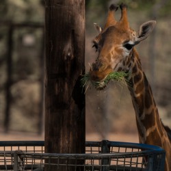 Giraffe Zoo