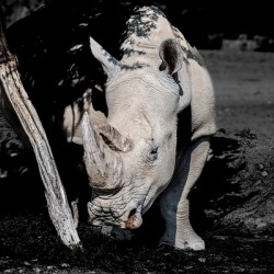 Rhino Albino