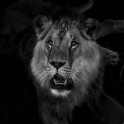 Lion Black & White