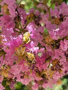 antique pink