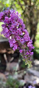 lilac