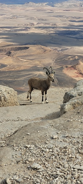 Reindeer in the desert by Or