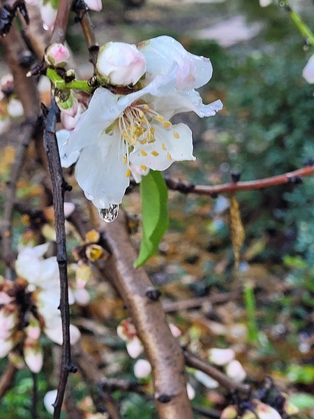  Almond blossoms by Or