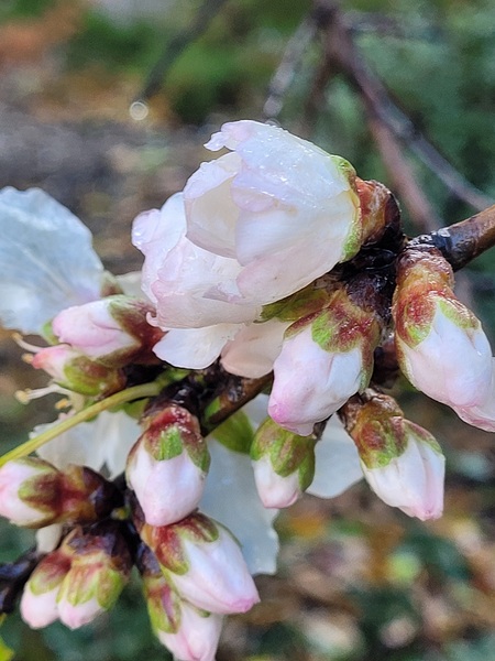 The blooming season by Or