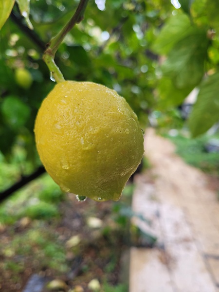 Sour lemon by Or