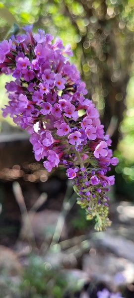 lilac Print