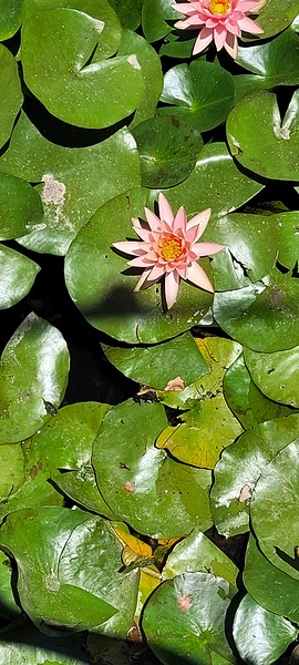 Sea flowers by Or