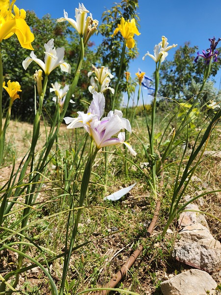 field of flowers by Or