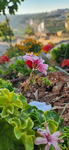 love flowers by Or