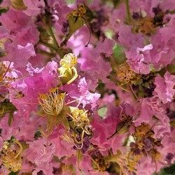 antique pink