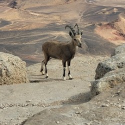 Reindeer in the desert