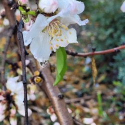  Almond blossoms