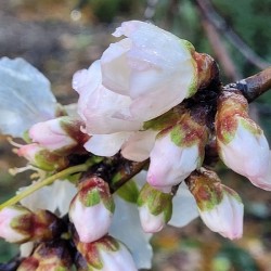 The blooming season