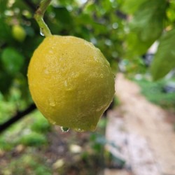 Sour lemon