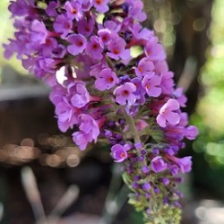 lilac