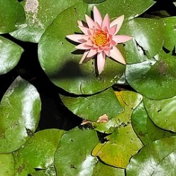 Sea flowers