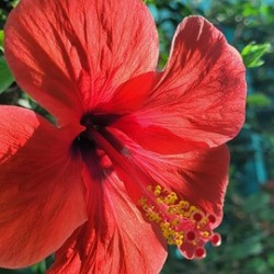 Flowering