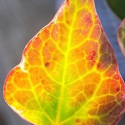 gold leaf
