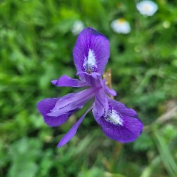 the flower in my garden
