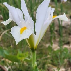 A white flower as a bride