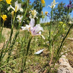 field of flowers