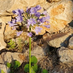 flowers that love