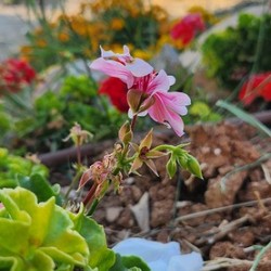 love flowers